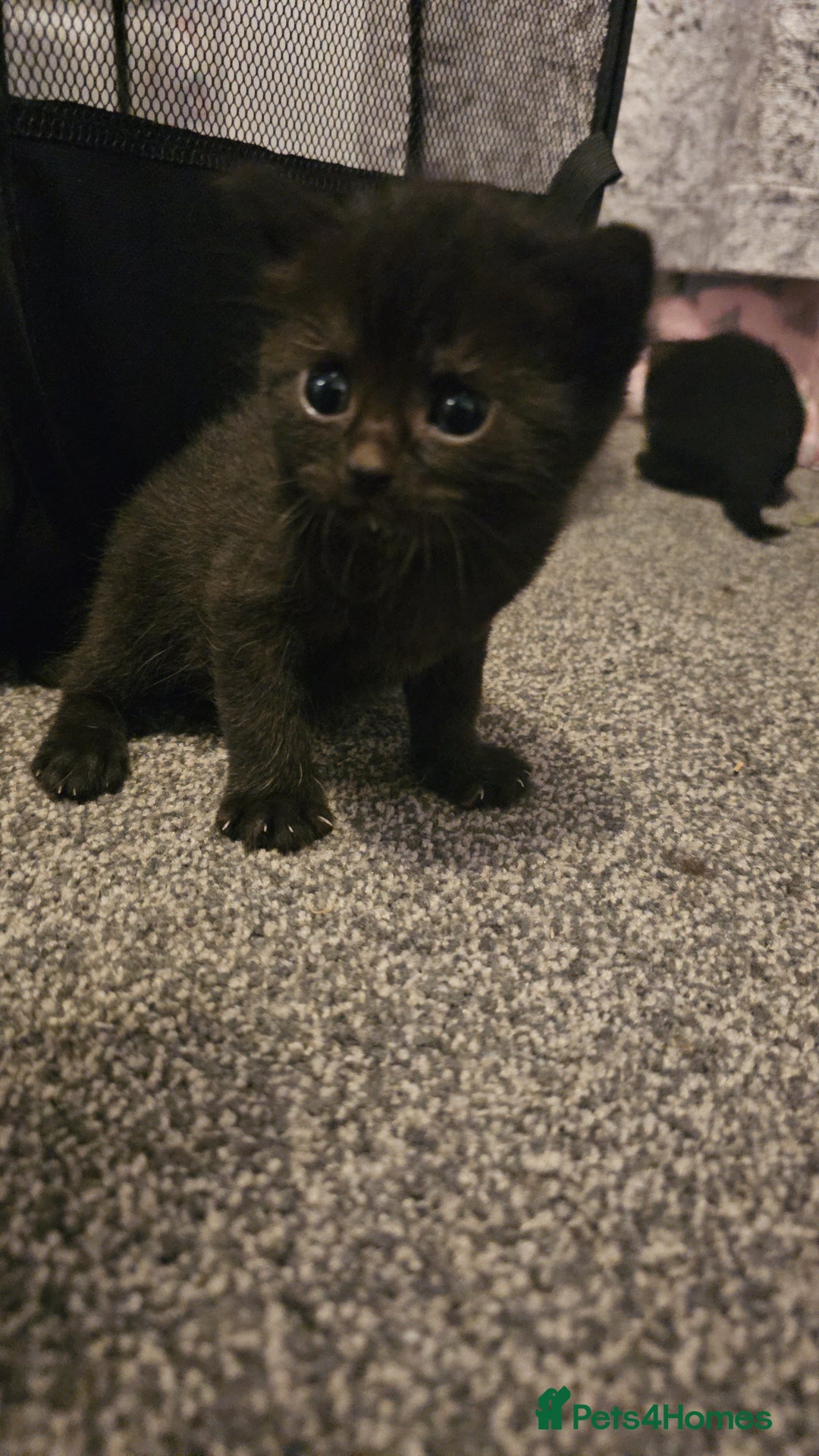 Mixed Breed cats for sale: Calico kittens  - Image 1