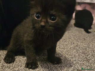Mixed Breed cats - Advert 13