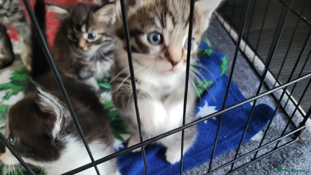 Mixed Breed cats for sale: 4 kittens *3boys* *1girl* available Sept  - Advert 2
