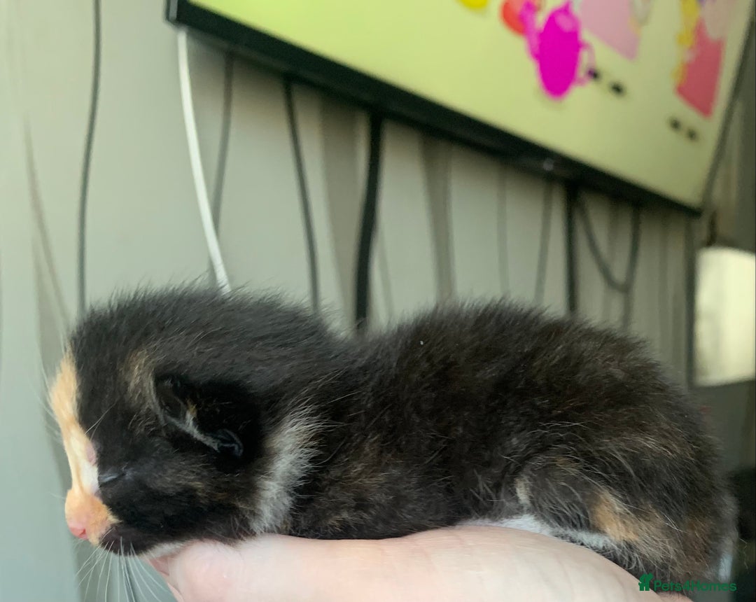 Mixed Breed cats for sale: Lovely fluffy playful kittens  - Advert 8