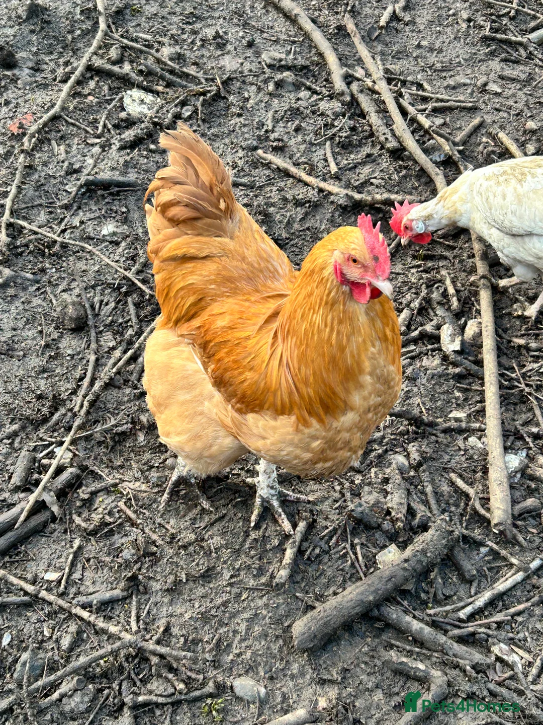 Chickens poultry for sale: Buff Orpington Cockerel  - Advert 3