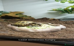 Tortoise reptiles for sale: 2x Horsefield Torts w/enclosures *collection only* - Image 6
