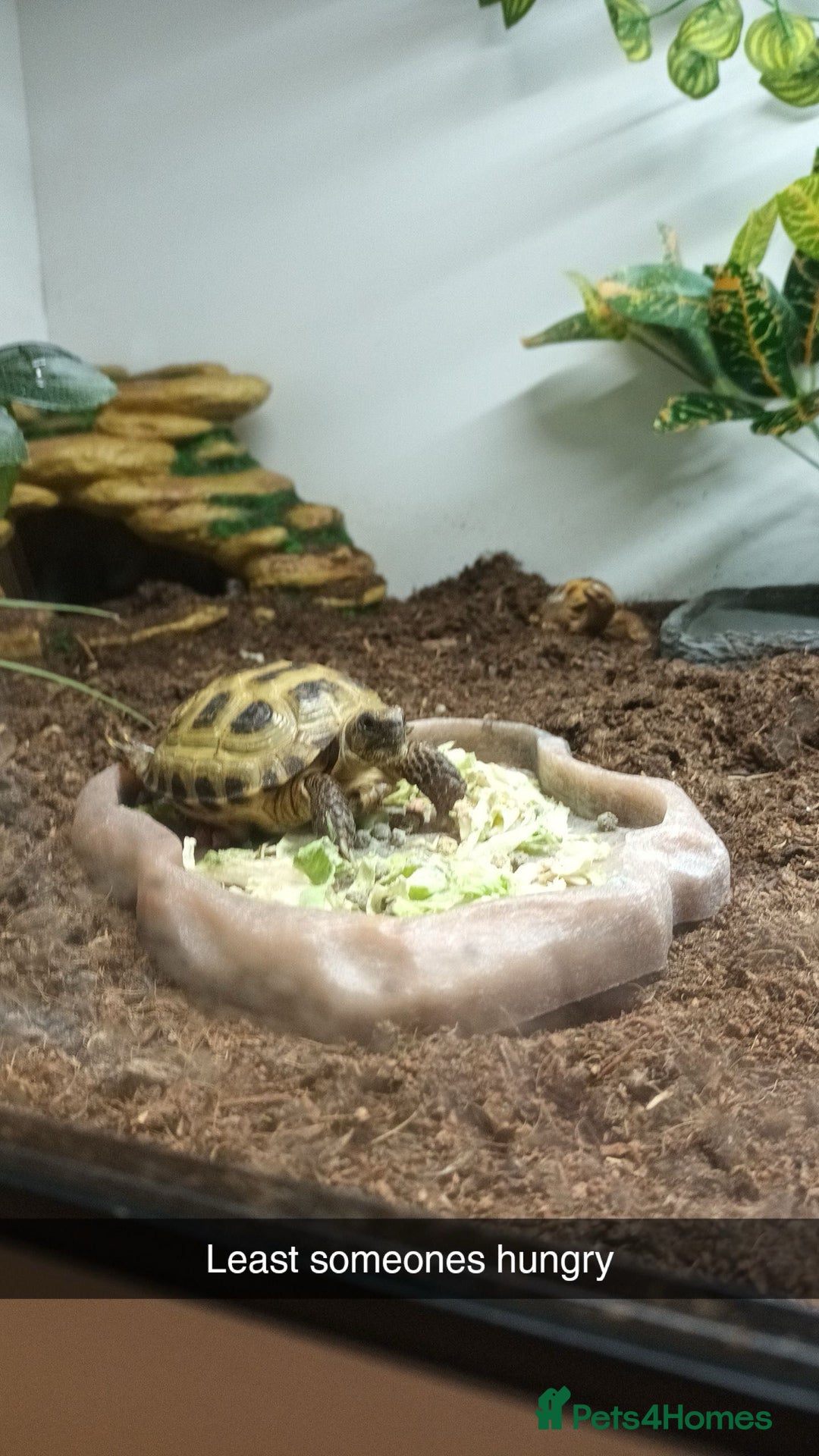 Tortoise reptiles for sale: 2x Horsefield Torts w/enclosures *collection only* - Image 6