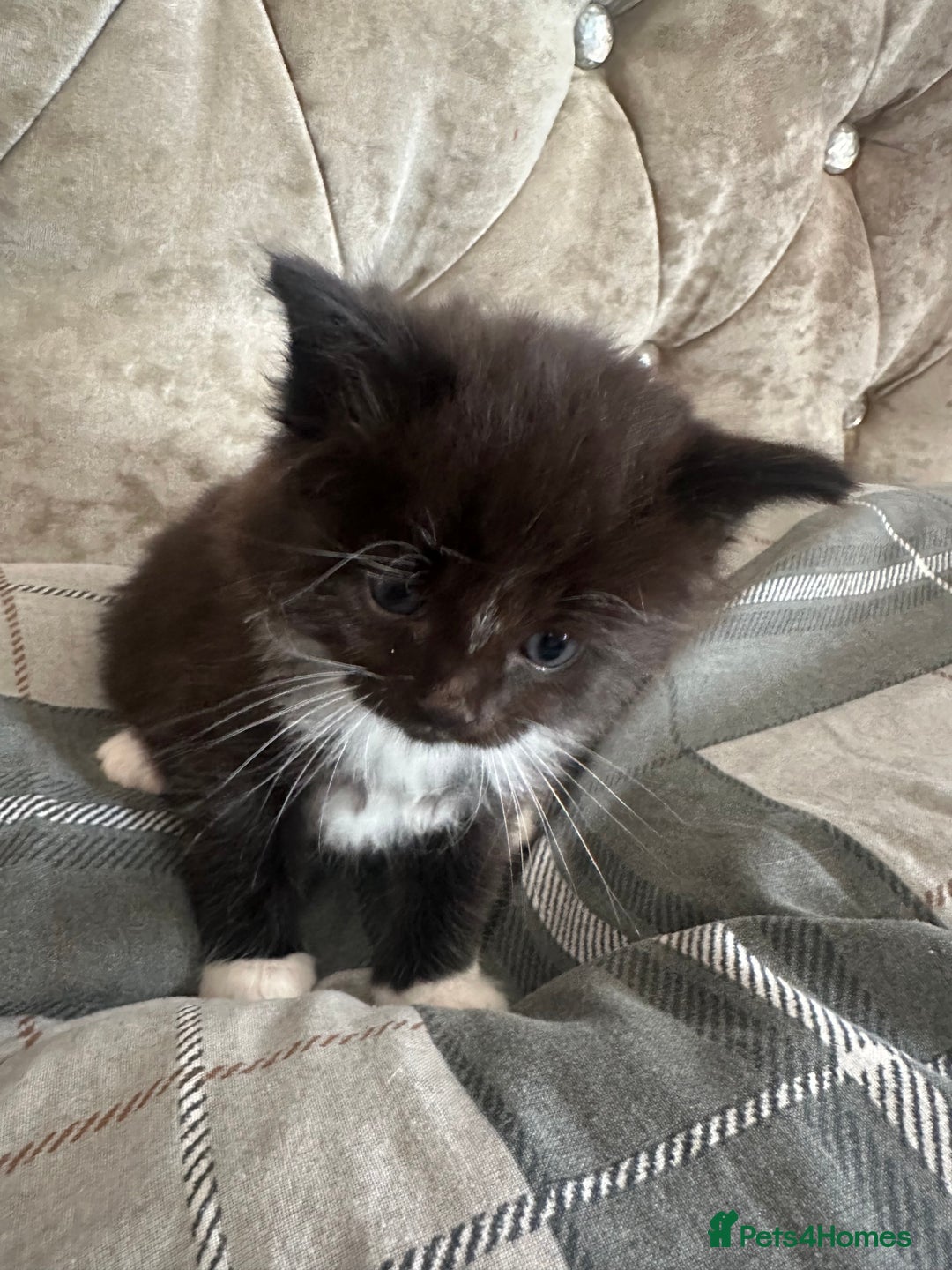 Mixed Breed cats for sale: Half British short haired  - Advert 7