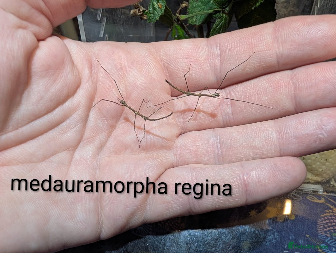 Stick Insects invertebrates for sale: Stick/leaf eggs and nymphs available! - Image 5