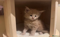 Maine Coon cats for sale: ✨Stunning Maine Coon Kittens✨ - Image 19