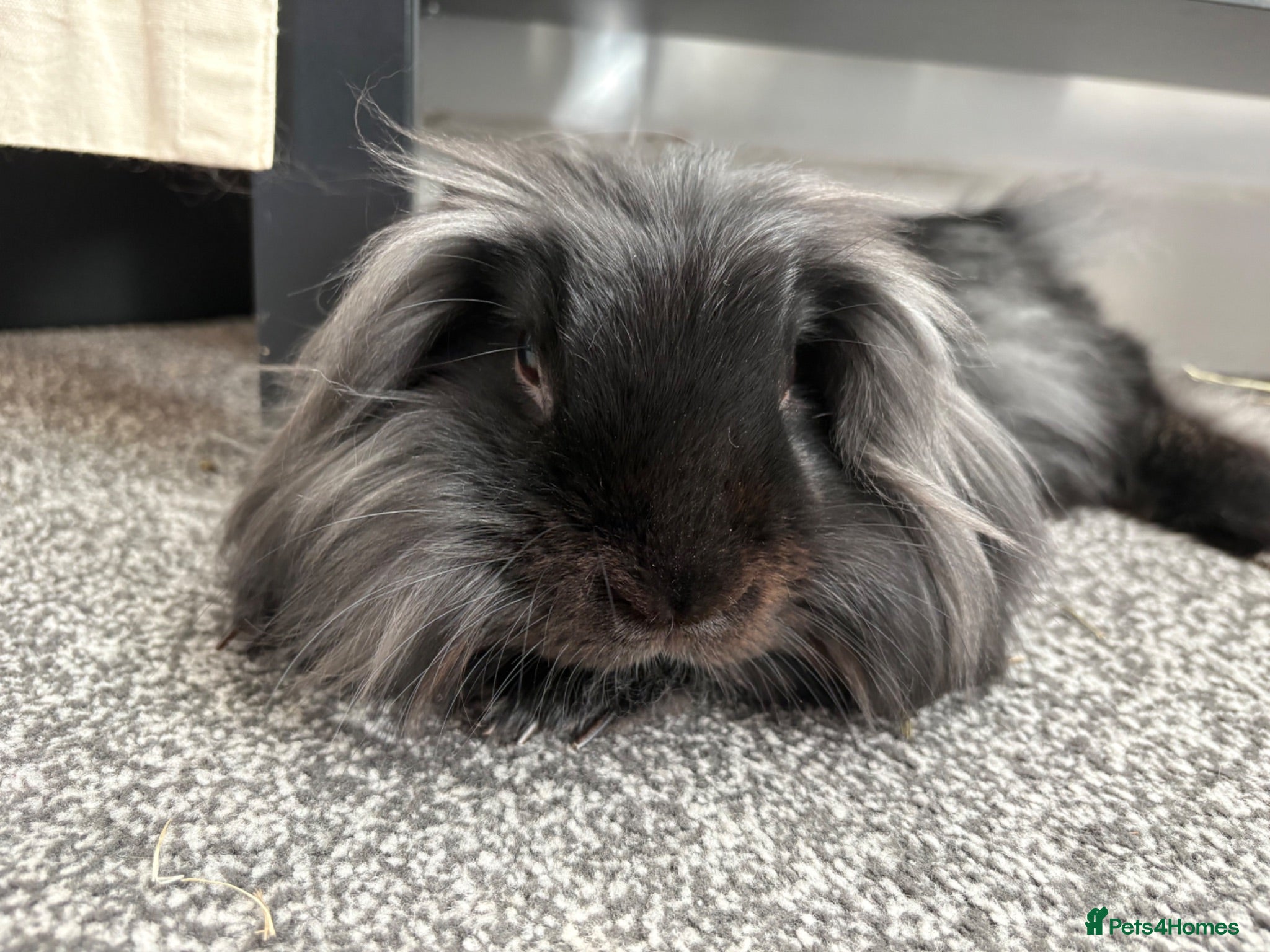 Lionhead rabbits Beautiful lionhead  - Advert 1