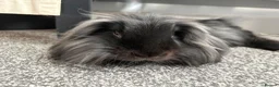 Lionhead rabbits for sale: Beautiful lionhead  in Preston - Advert 1