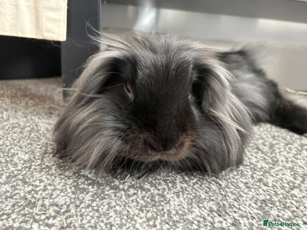 Lionhead rabbits for sale: Beautiful lionhead  in Preston - Advert 1