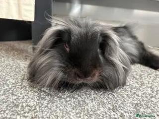 Lionhead rabbits Beautiful lionhead - Advert 1