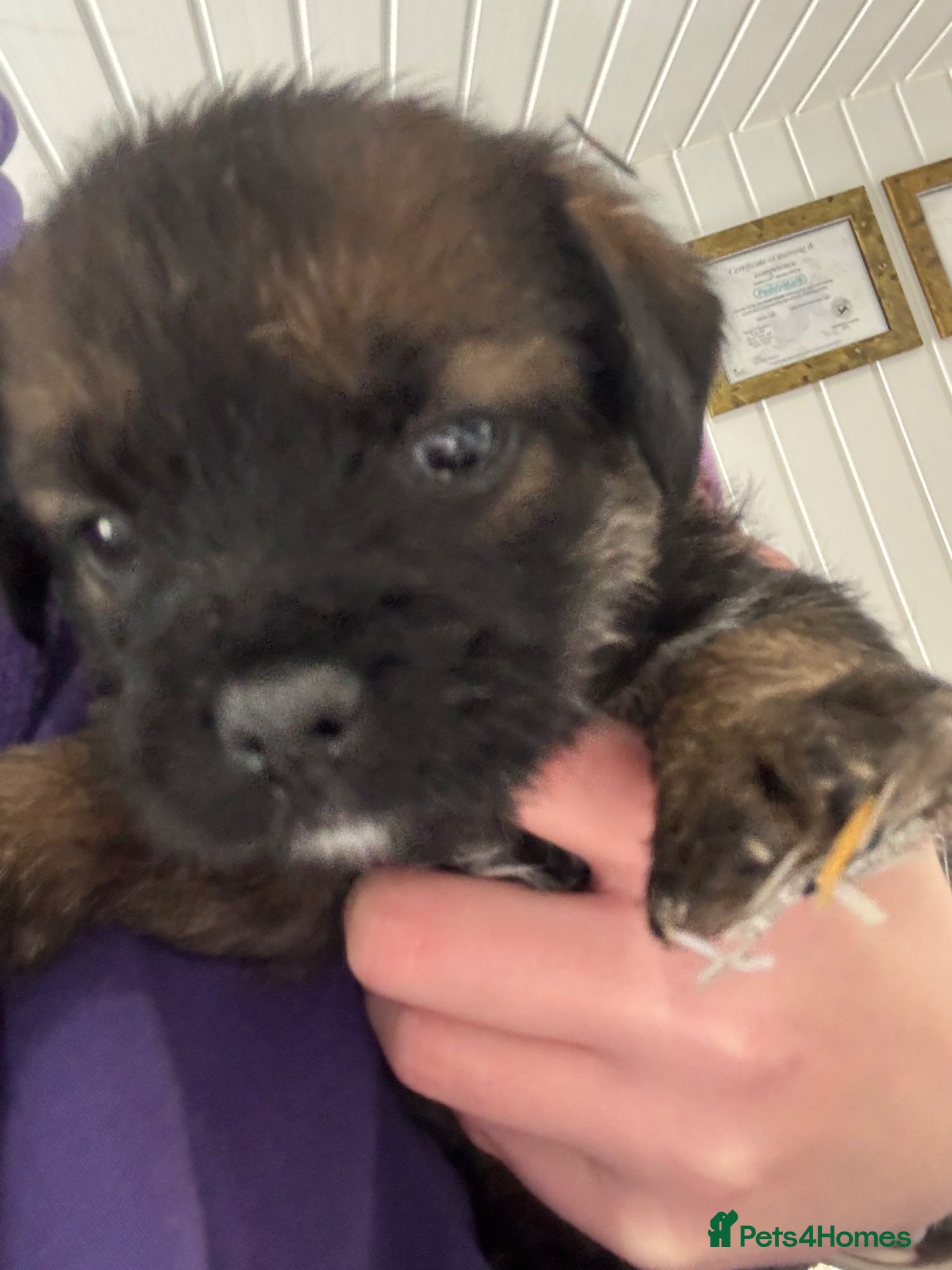 Border Terrier dogs KC reg Slem clear border terrier pups reg breeder - Advert 2