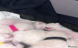Siamese cats for sale: 🧬F1 BENAMESE KITTENS🧬 1 LITTLE BOY LEFT - Image 5