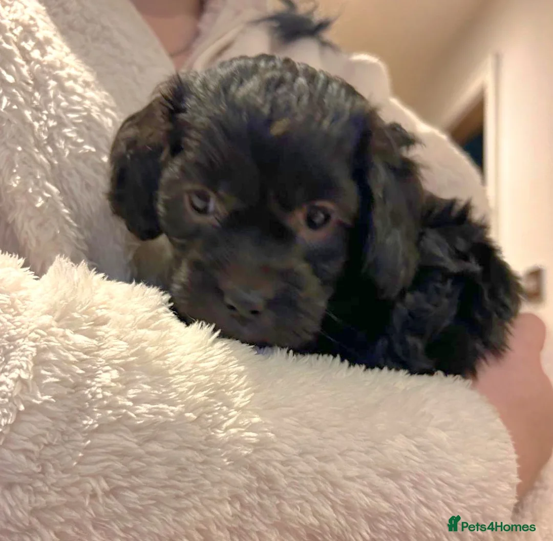 Cockapoo dogs for sale: 4 beautiful cockerpoo pups - Advert 12
