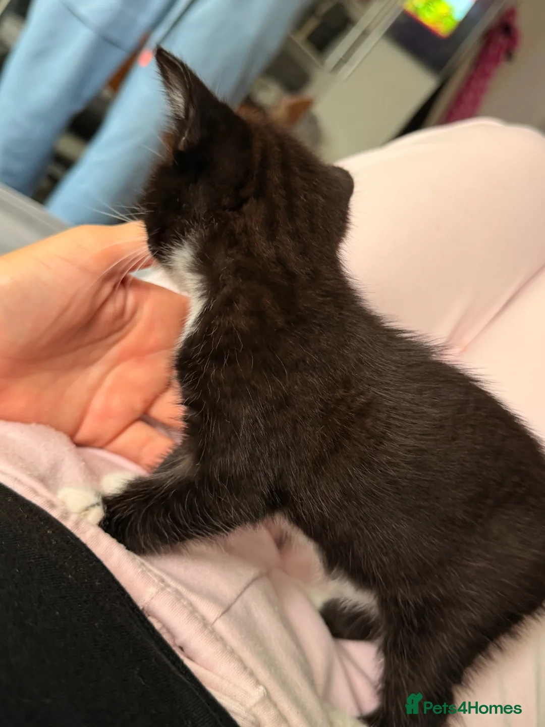 Mixed Breed cats for sale: kitten from a Bengal and a tuxedo cat in Exeter - Advert 5