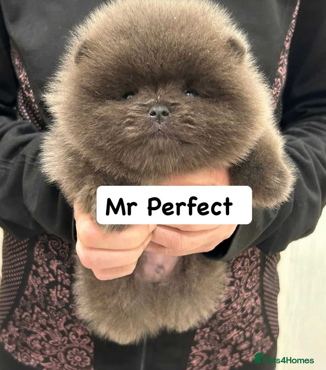 Pomeranian dogs for stud: Outstanding blue teddy bear type 🧸 - Advert 4