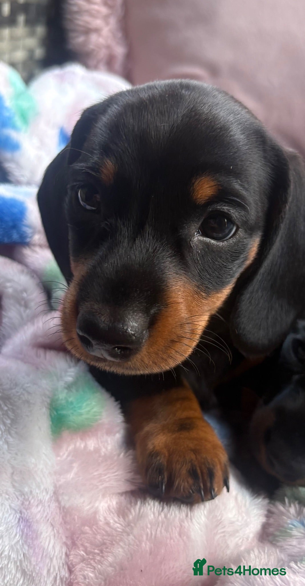 Miniature Dachshund dogs Beautiful Miniature Dachshund Puppies 🐾❤️ - Advert 1