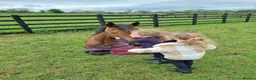 Irish Thoroughbred horses for sale: Thatbeatsbanagher in Leyburn - Advert 3