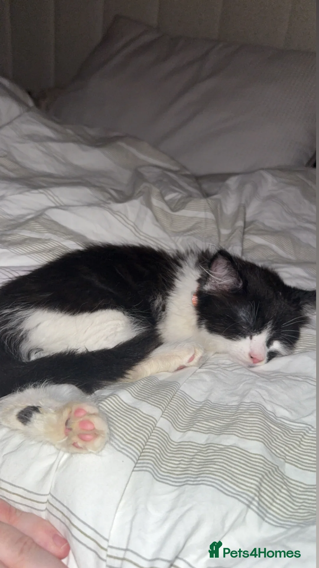 Mixed Breed cats for sale: 10 week old long haired kitten  - Advert 2