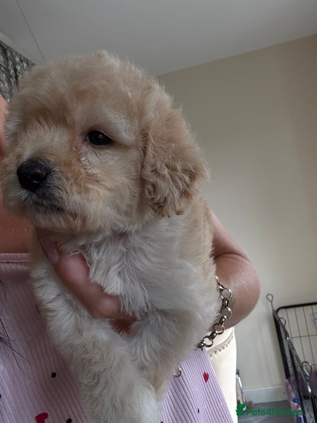 Cockapoo dogs for sale: Toy cockapoo  - Image 6