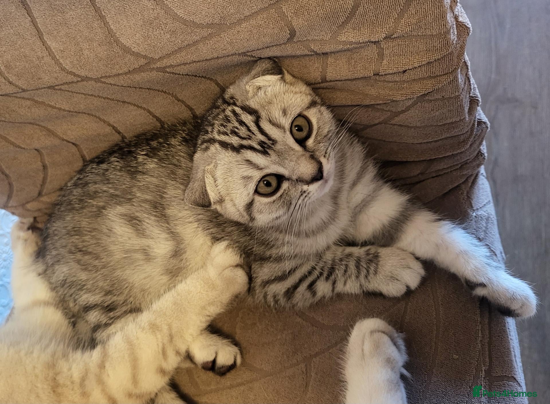 Scottish Fold cats Ready to rehome scottish fold kittens - Advert 19