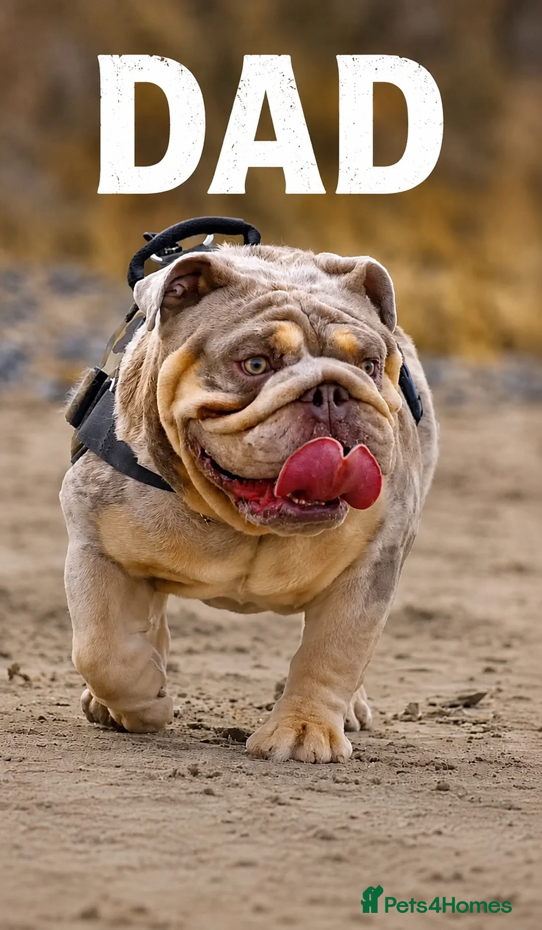 English Bulldog dogs for sale: New English bulldog puppies in Londonderry - Advert 8