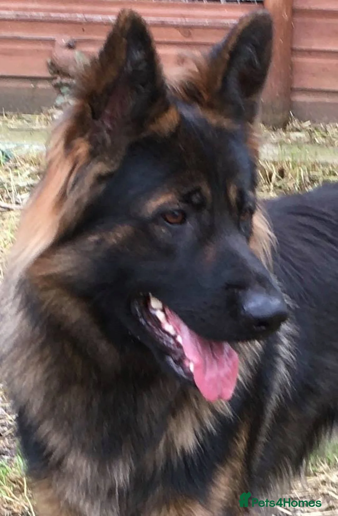 German Shepherd dogs for stud: Jerry Available At Stud Fully Health Tested Clear in Wisbech - Advert 11