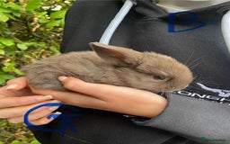 Mini Lop rabbits for sale: Pure Bred Mini Lop Bunnies  - Image 20