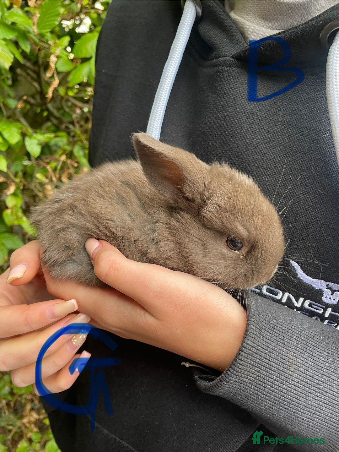 Mini Lop rabbits for sale: Pure Bred Mini Lop Bunnies  - Image 20