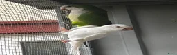 Parrots birds for sale: PROVEN breeding pair of quakers in Faversham - Advert 5