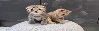 Scottish Fold 2