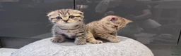Scottish Fold cats for sale: Scottish fold full pedigree  - Advert 4