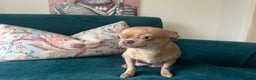 Chihuahua dogs for sale: Beautiful chihuahua puppies  - Advert 16