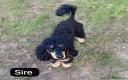 Cockapoo dogs for sale: F1 Cockapoo Puppies  - Image 3