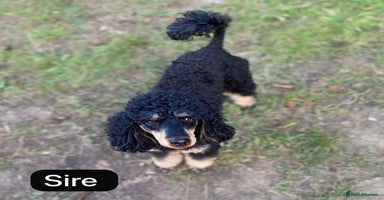 Cockapoo dogs - Advert 4