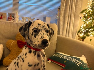 Dalmatian dogs Dalmatian puppies KC reg *1 x girl & 1 x boy left* - Advert 4