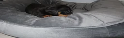 Miniature Dachshund dogs for sale: 5 Miniature Dachshund Puppies - Advert 17