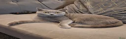 British Shorthair cats for sale: Female british shorthair  - Advert 6