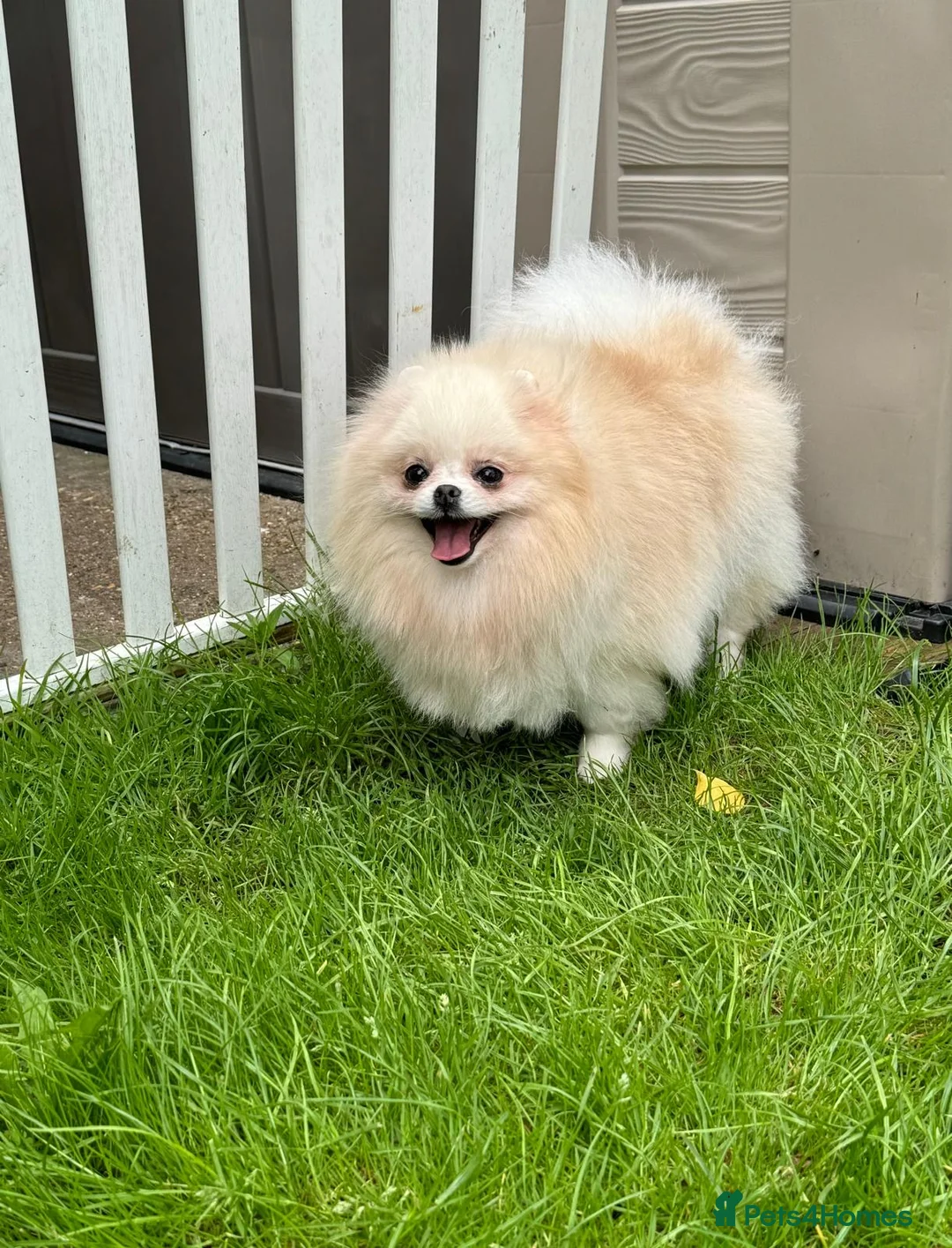 Pomeranian dogs for sale: Pomeranian Female for Sale – 3 Years Old - Advert 6