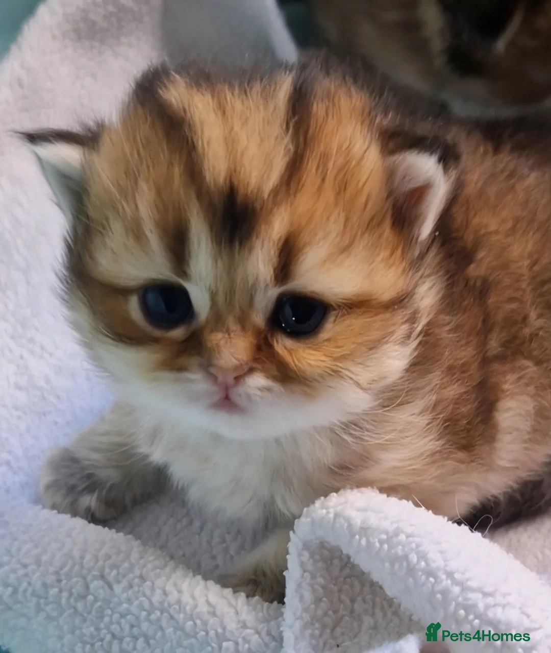 British Shorthair cats for sale:  ✨ Golden British Shorthair Female ✨ - Advert 1