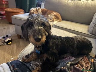 Miniature Dachshund dogs Wired hair dachshund - Advert 18