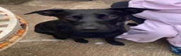 Mixed Breed dogs for adoption: BUDDY - FOR ADOPTION - PORTSMOUTH  in Portsmouth - Advert 1