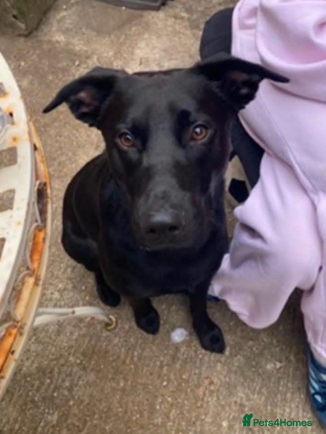 Mixed Breed dogs for adoption: BUDDY - FOR ADOPTION - PORTSMOUTH  in Portsmouth - Advert 1