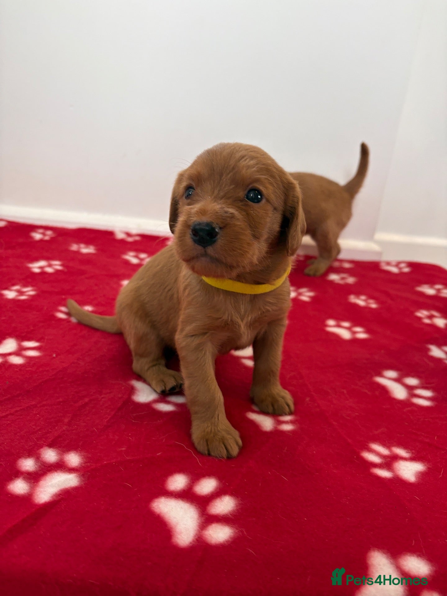 Labradoodle dogs Extensively Health Tested F1 Miniature Labradoodle - Advert 2
