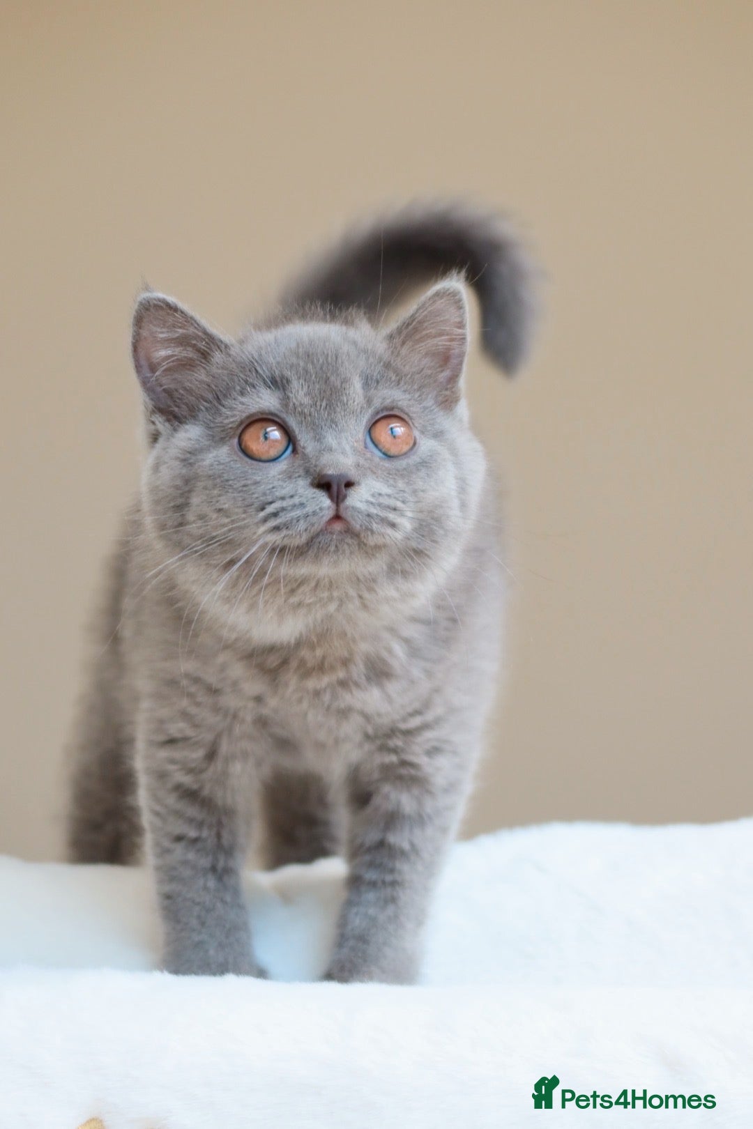 British Shorthair cats Active British Shorthair Blue Girl - READY NOW - Advert 1