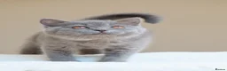 British Shorthair cats for sale: Active British Shorthair Blue Girl - READY NOW - Advert 1