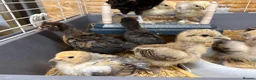 Chickens poultry for sale: Chicks - Advert 2