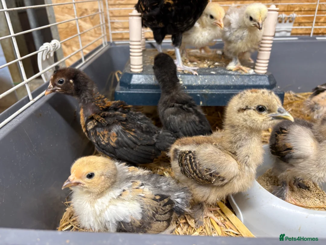 Chickens poultry for sale: Chicks - Advert 2