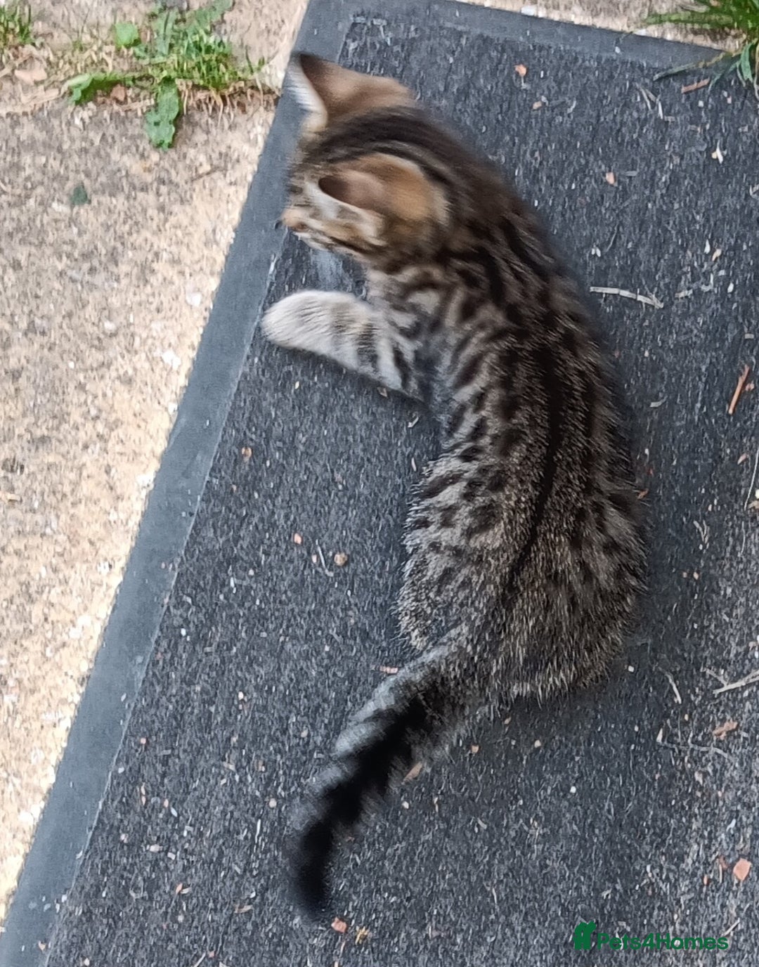 Mixed Breed cats for sale: Stunning kittens for sale  - Image 13