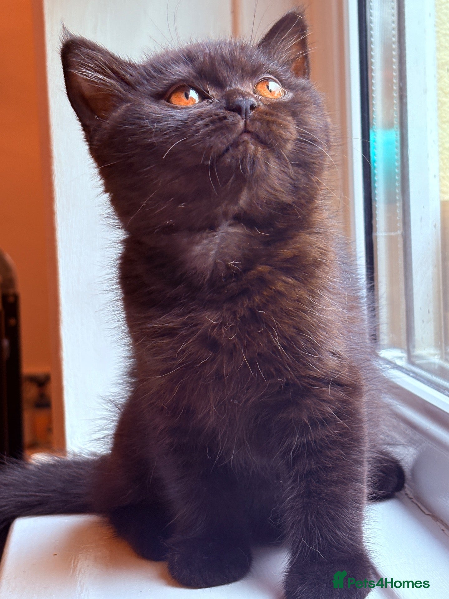 British Shorthair cats 🌟GCCF BSH Kittens Beautiful Variety of Colours 🌟 - Advert 1