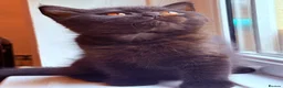 British Shorthair cats for sale: 🌟GCCF BSH Kittens Beautiful Variety of Colours 🌟 - Advert 7